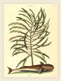 Mark Catesby,English, (1679-1749), The Sucking Fish (Echeneis naucratis), published 1731-1743,