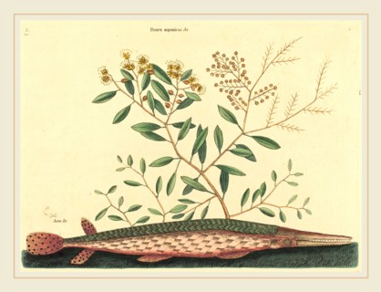 Mark Catesby,English, (1679-1749), The Green Gar Fish (Esox osseus), published 1731-1743,