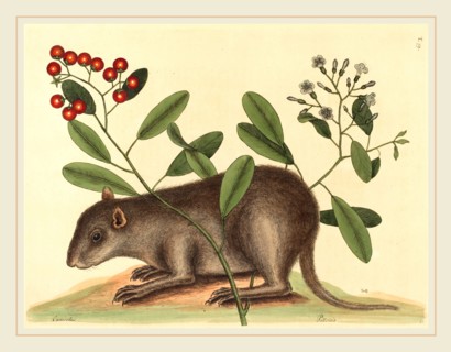 Mark Catesby,English, (1679-1749), The Bahama Coney (Mus Monax), published 1754, hand-colored