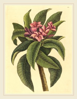 Mark Catesby,English, (1679-1749), Red Frangipanni (Plumeria rubra), published 1731-1743,