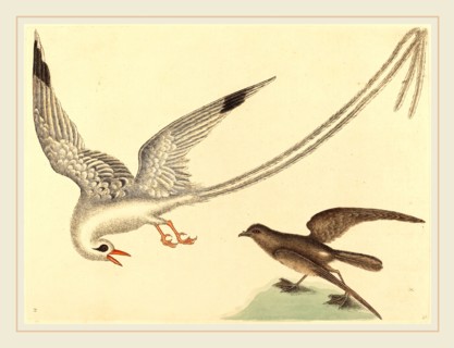 Mark Catesby,English, (1679-1749), The Viper-mouth (Silurus cataphractus), published 1731-1743,