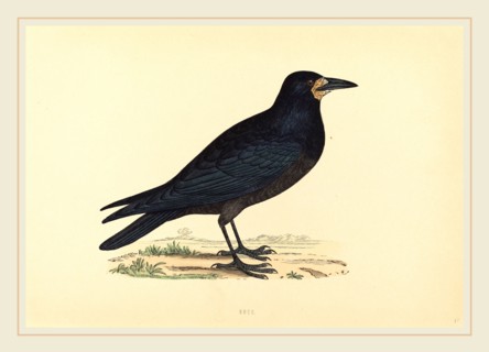 British 19th Century, Rook, hand-colored etching