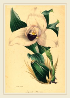 Samuel Holden, Lycaste Skinneri, British, active 1845-1847, hand-colored lithograph