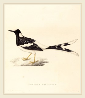 Elizabeth Gould, British (1804-1841), Enicurus Maculatus (Spotted Forktail), hand-colored