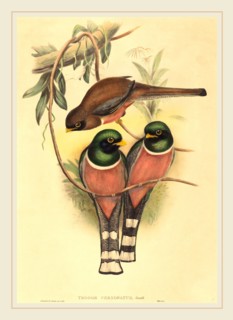 John Gould and H.C. Richter (active 1841-active c. 1881), Trogan personatus, probably 1836-1838,