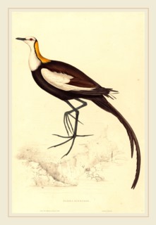 Elizabeth Gould, British (1804-1841), Parra Sinensis (Pheasant-Tailed Jacana), hand-colored
