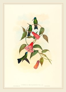 John Gould and H.C. Richter, British (1804-1881), Eucephala smaragdocaerulea (Gould's Wood Nymph),