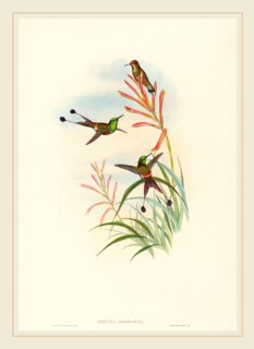 John Gould and H.C. Richter,  British, active 1841-active c. 1881, Discura longicauda