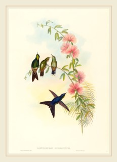 John Gould and H.C. Richter, British (1804-1881), Ramphomicron microrhyncha (Small-billed