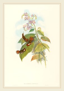 John Gould and H.C. Richter, British (1804-1881), Selashorus scintilla (Scintillant Hummingbird),