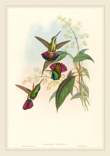 John Gould and H.C. Richter, British (1804-1881), Lampornis prevosti, hand-colored lithograph on
