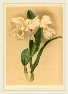 Gustav Leutzsch after Henry George Moon (German (?), active 19th century), Cattleya Mendelii