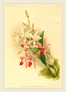 Joseph Mansell after Henry George Moon, British (active 19th century), Laelia Anceps Stella &