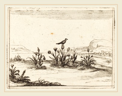 Jacques Callot, French (1592-1635), Bird Perched on a Thistle, 1628, etching