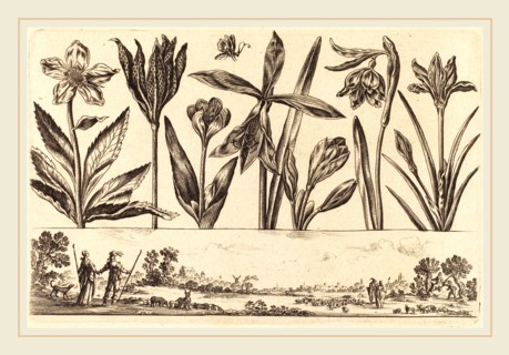 Nicolas Cochin after Balthasar Moncornet, French (1610-1686), Flower Print no.4, 1645, etching