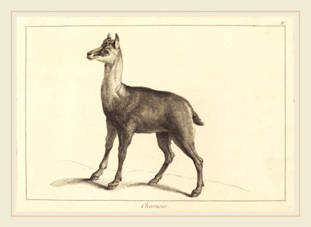Jacques-Philippe Le Bas and Jean Eric Rehn after Jean-Baptiste Oudry (Swedish, 1717-1793), Chamois
