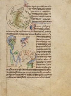 A Lizard,  Salamanders