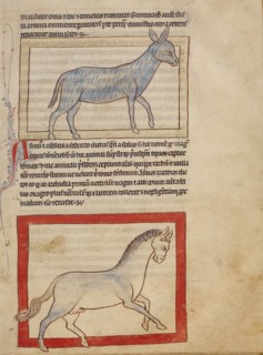 A Donkey,  A Horse