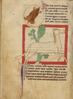 A Mole,  A Leucrota