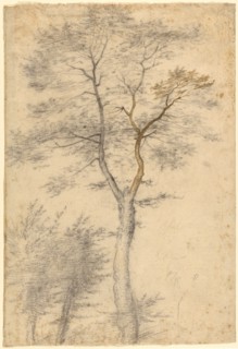 Three Studies of Trees