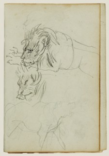 Three lion studies