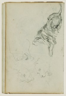 Four lion studies