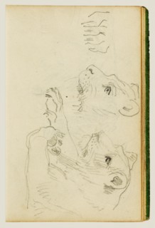 Studies of the head and forelegs of a lioness