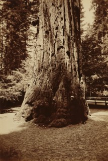 [Big Tree Felton (Redwood), Santa Cruz]