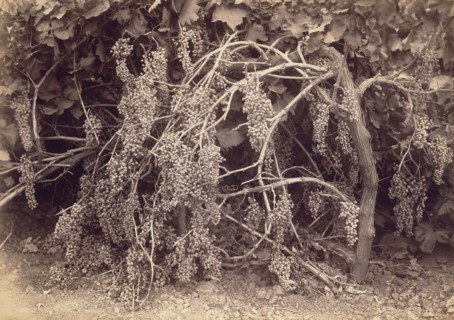 [Thompson's Seedless Grapes]