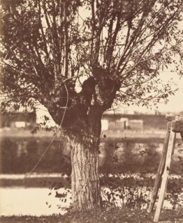 [Tree]