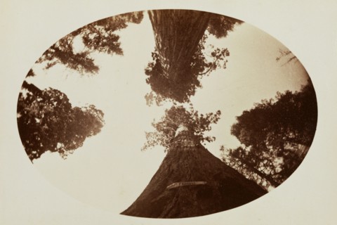 Among the Treetops, Calaveras Grove
