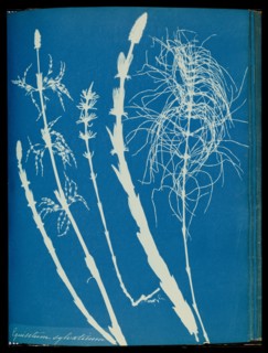 Equisetum sylvaticum