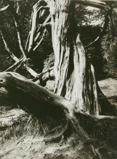 [Sapin, Trianon (Pine Tree Trunks at the Trianon)]
