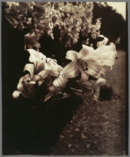 Lys (Lilies)