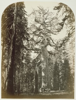 Grizzly Giant Mariposa Grove - 33 ft. Diam.
