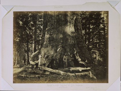 [Part of the Trunk of the "Grizzly Giant" with Clark - Mariposa