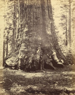 [Section of the Grizzly Giant]