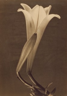 No. 1.