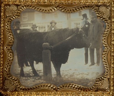 [Four Men Posed with a Bull]