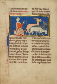 Amos and Three Goats