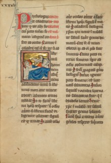 Caladrius Birds