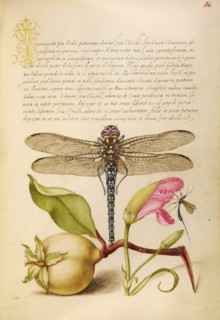 Dragonfly, Pear, Carnation, and Insect