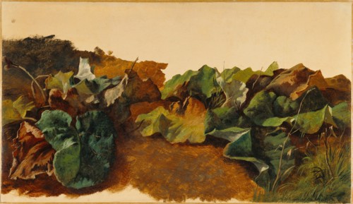 Large Butterburr Leaves and Grass