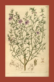 Botanical print or English natural history illustration by Joseph Swan 1796-1872, British Engraver.