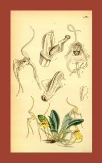 19th century botanical colour  print. Botanical illustration.  Form, colour, and details of the