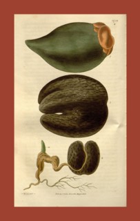 Botanical print by Sir William Jackson Hooker, FRS, 1785 â€ì 1865, English botanical illustrator.