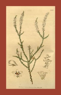 19th century botanical colour  print. Botanical illustration.  Form, colour, and details of the