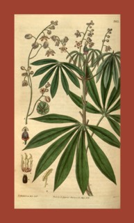 Botanical print or English natural history illustration by Joseph Swan 1796-1872, British Engraver.