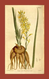 Botanical print by Sydenham Teast Edwards 1768 â€ì 1819, Sydenham Edwards was a natural history