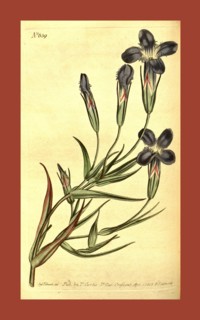 Botanical print by Sydenham Teast Edwards 1768 â€ì 1819, Sydenham Edwards was a natural history